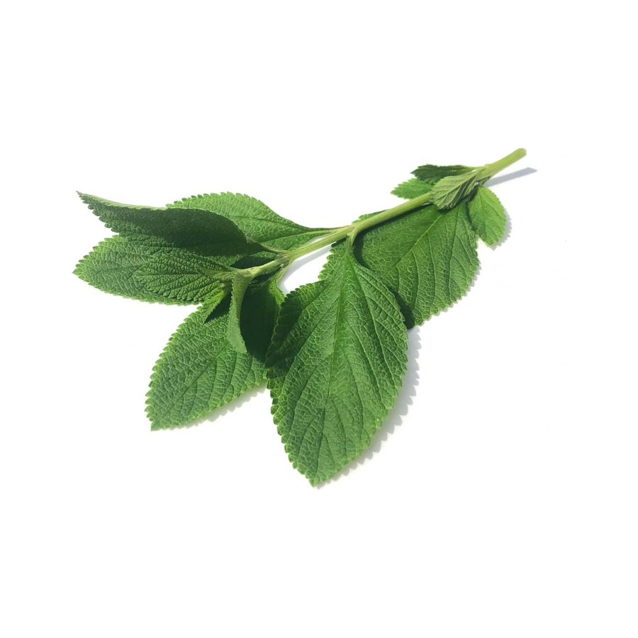 Juanilama (Lippia alba).