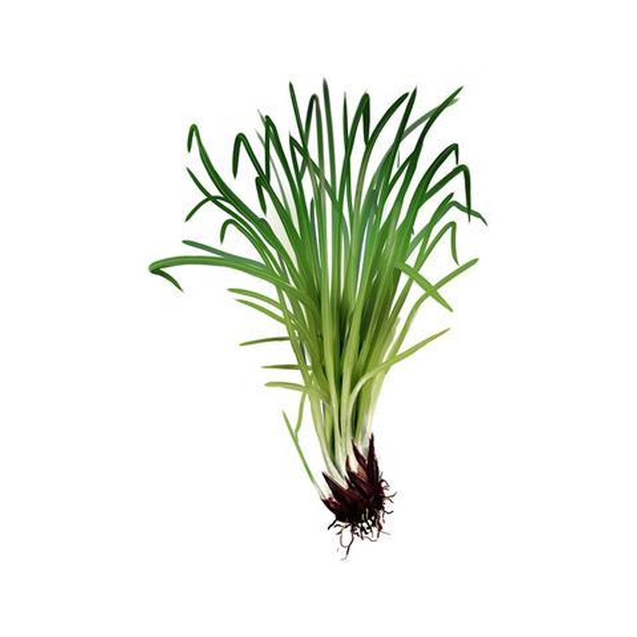 Zacate limón (Cymbopogon citratus).