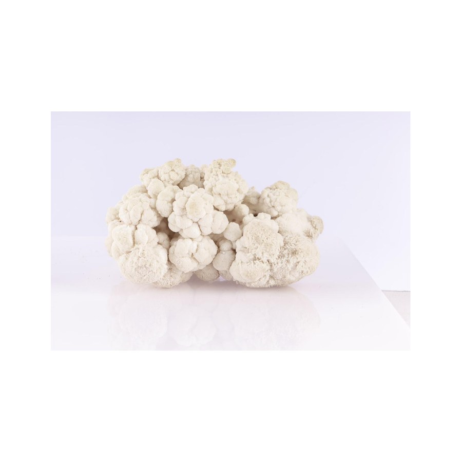 Melena de león fresca (Hericium erinaceus).