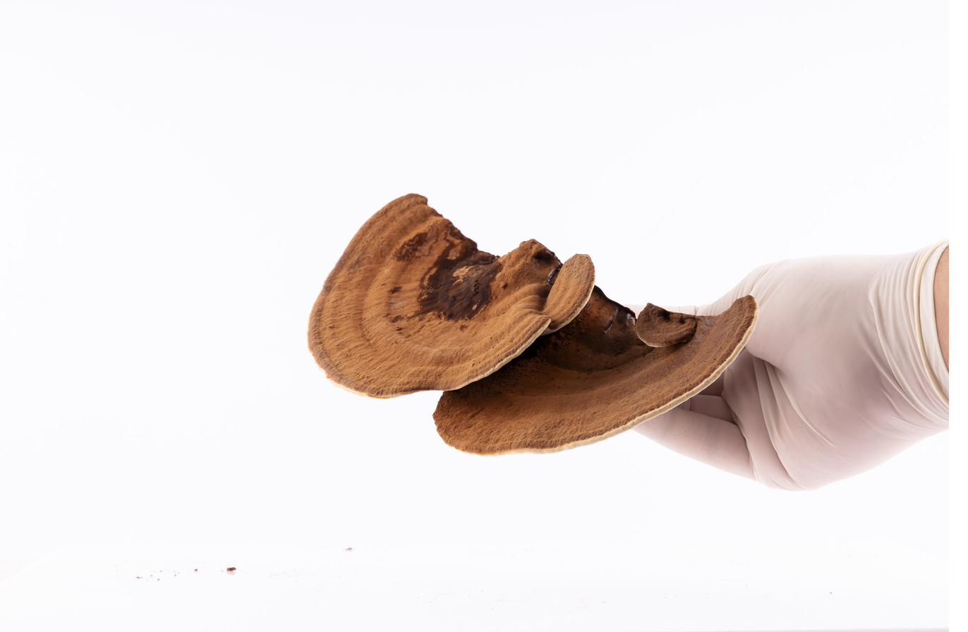 Reishi siendo manipulado con guante de laboratorio durante el proceso de selección.